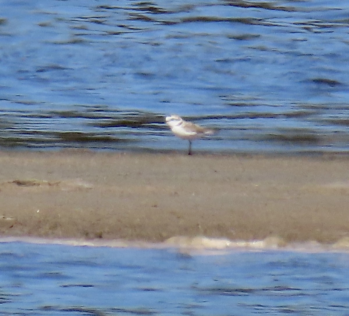 Snowy Plover - ML618650153