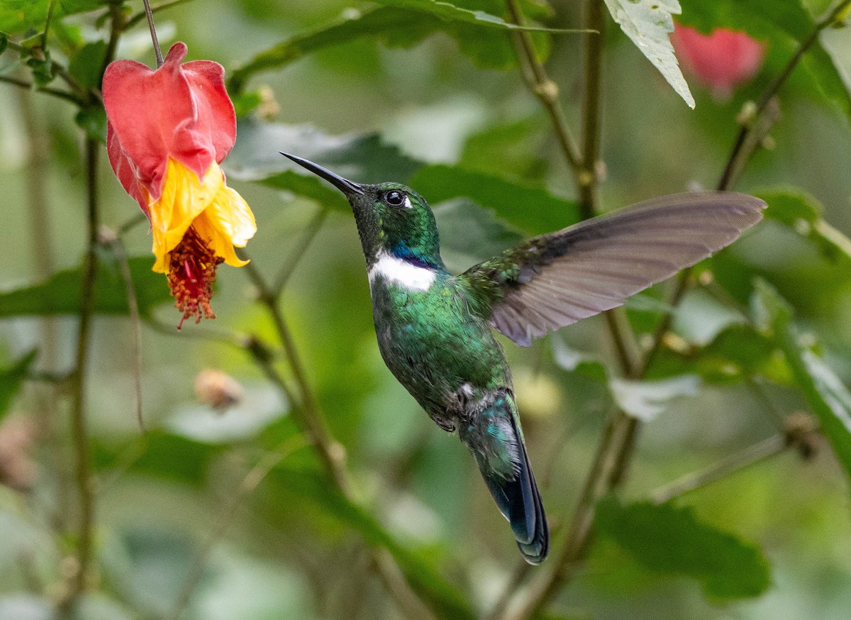 White-throated Daggerbill - ML618650157