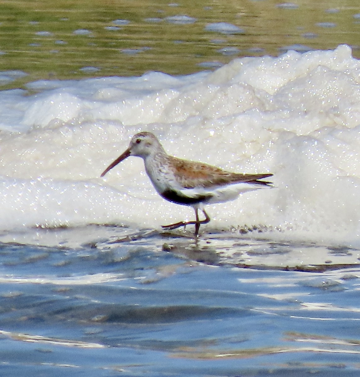 Dunlin - ML618650178