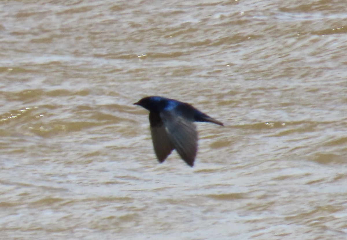 Purple Martin - Bryant Olsen