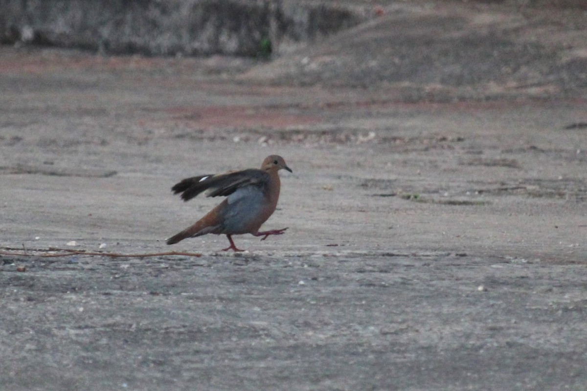 Zenaida Dove - ML618650205