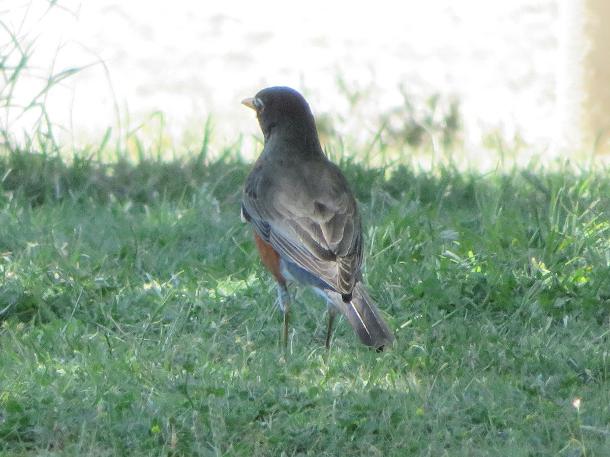 American Robin - David Larson