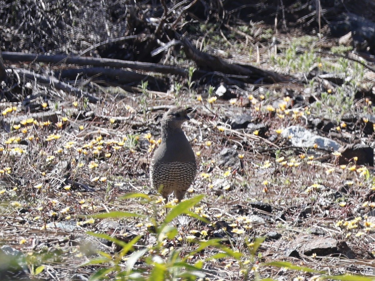 California Quail - ML618650228