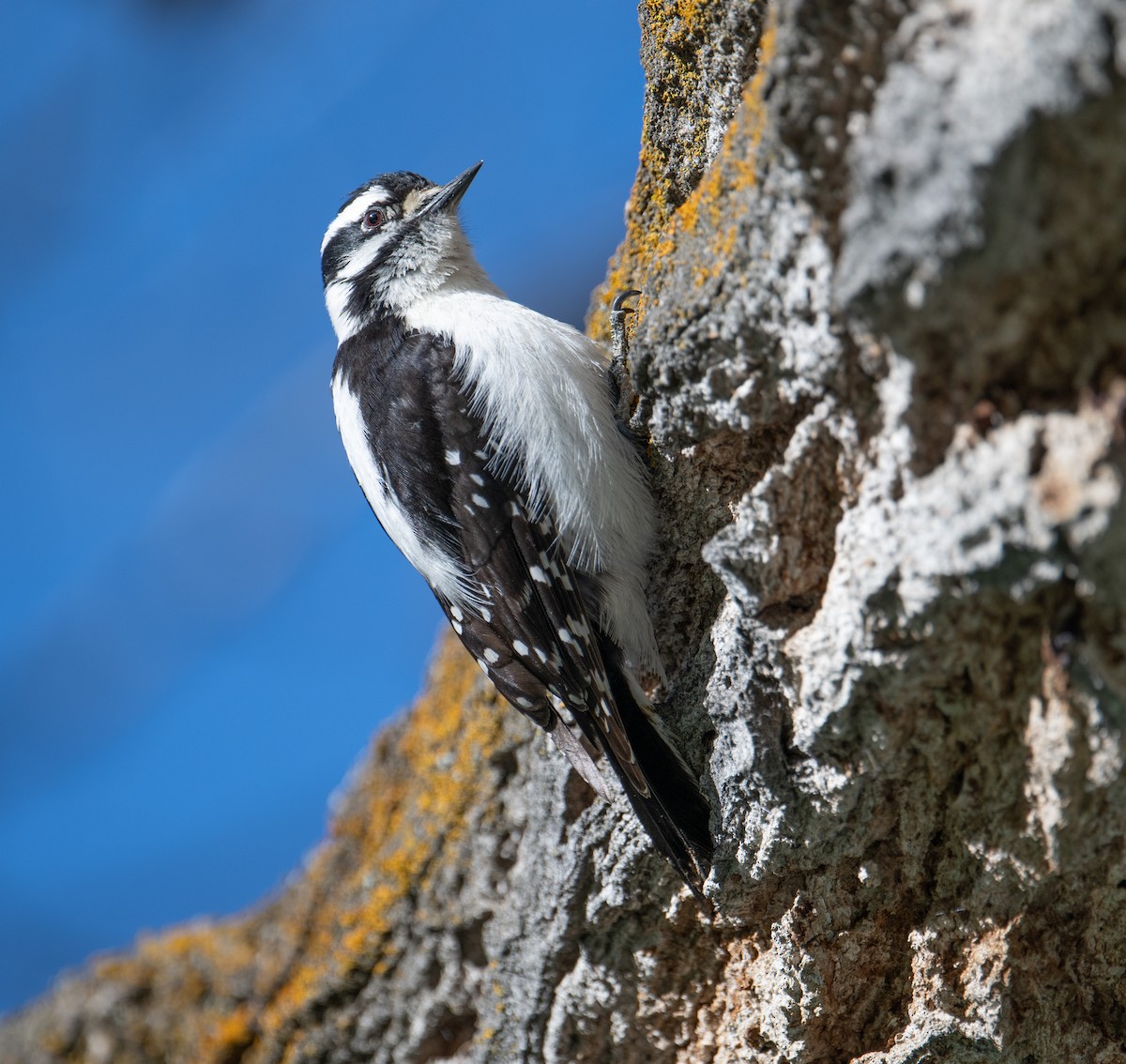 Downy Woodpecker - ML618650233