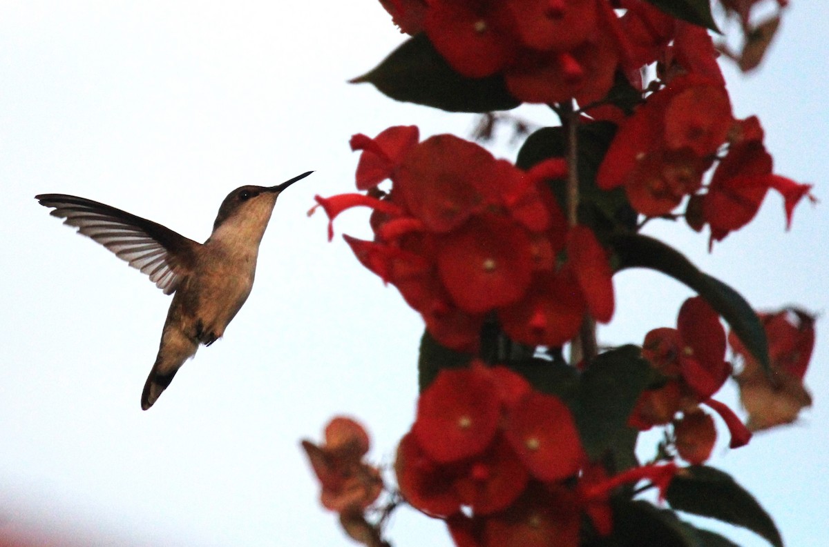 kolibřík červenozobý - ML618650235