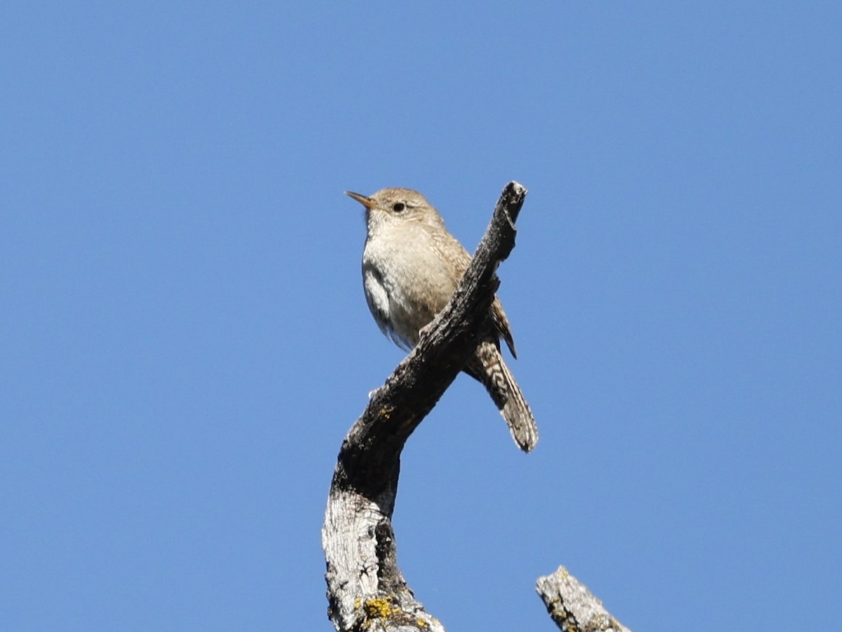 House Wren (Northern) - Brian Ahern