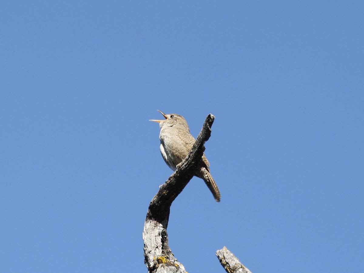 House Wren (Northern) - ML618650239