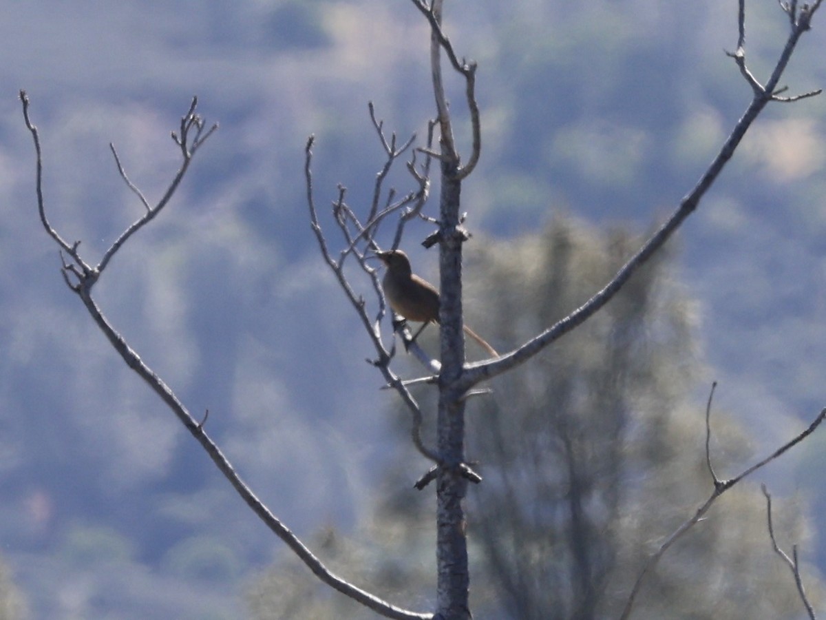 California Thrasher - ML618650243