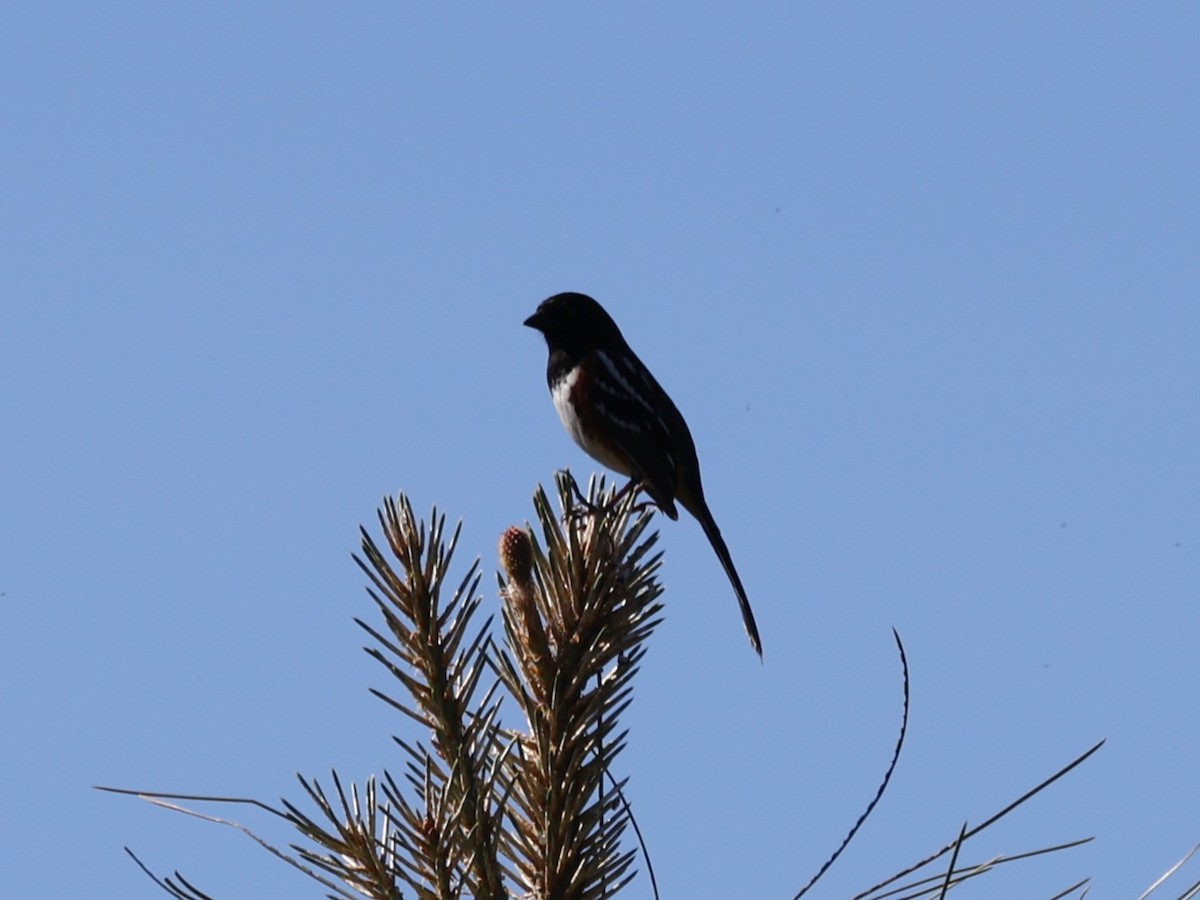 Spotted Towhee (oregonus Group) - ML618650249