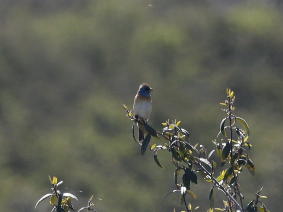 Lazuli Bunting - Brian Ahern