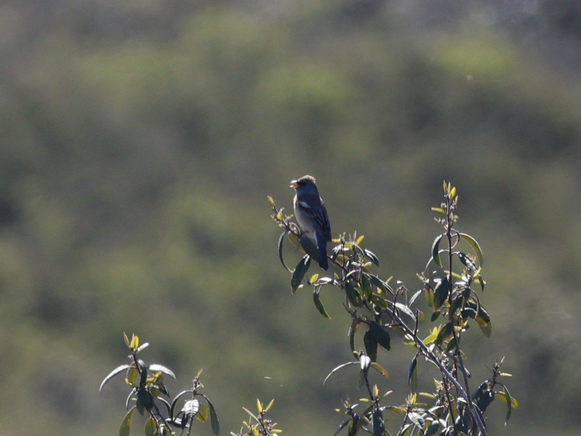 Lazuli Bunting - ML618650258