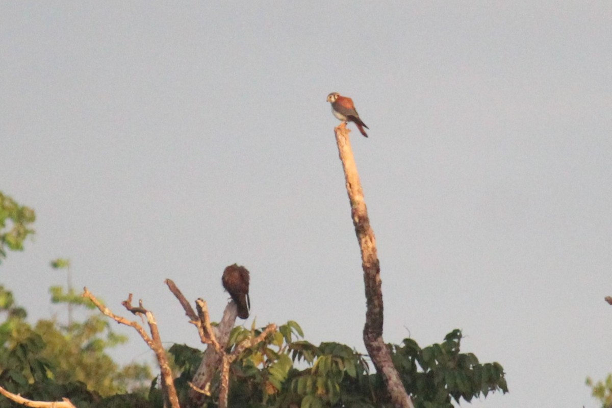 American Kestrel - ML618650283