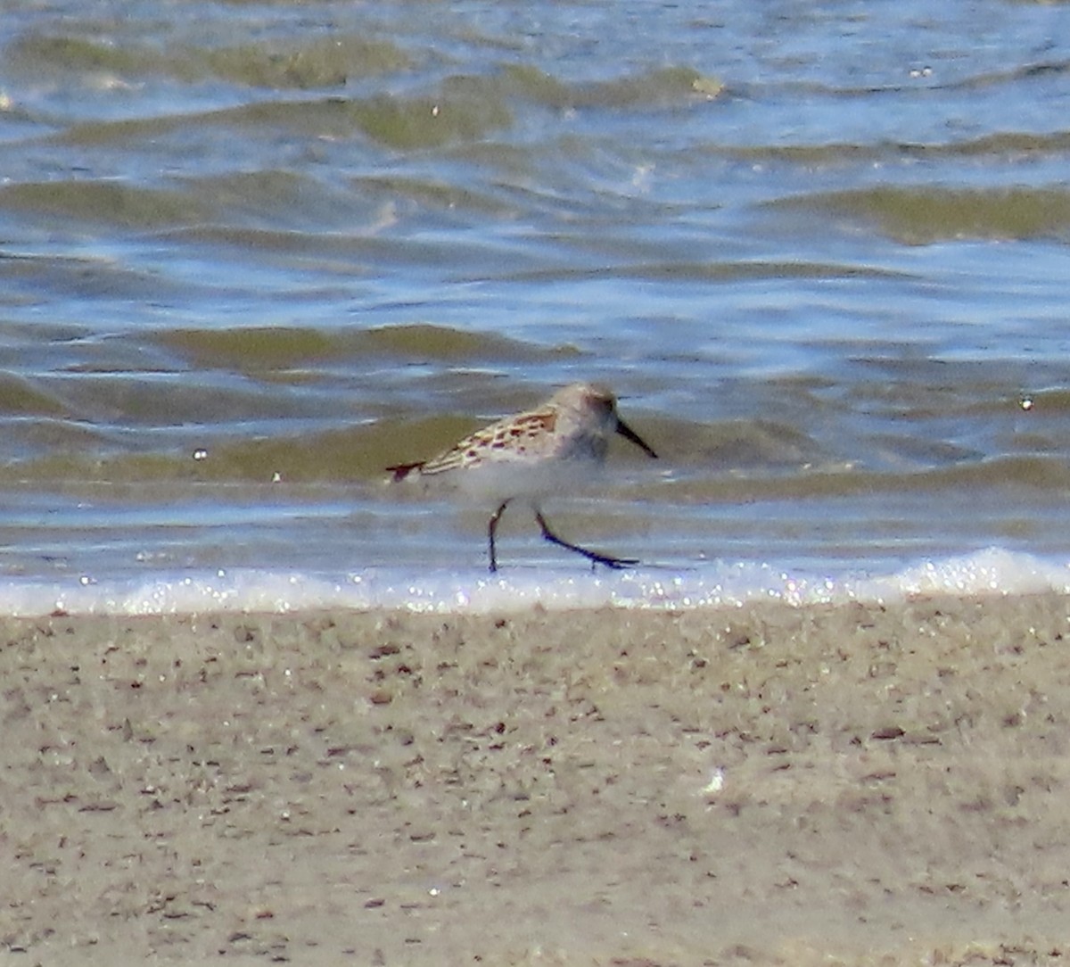 Western Sandpiper - ML618650285