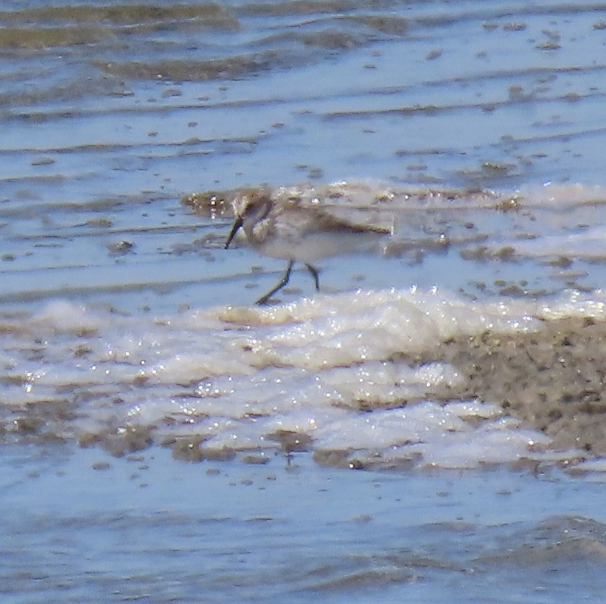 Western Sandpiper - ML618650286