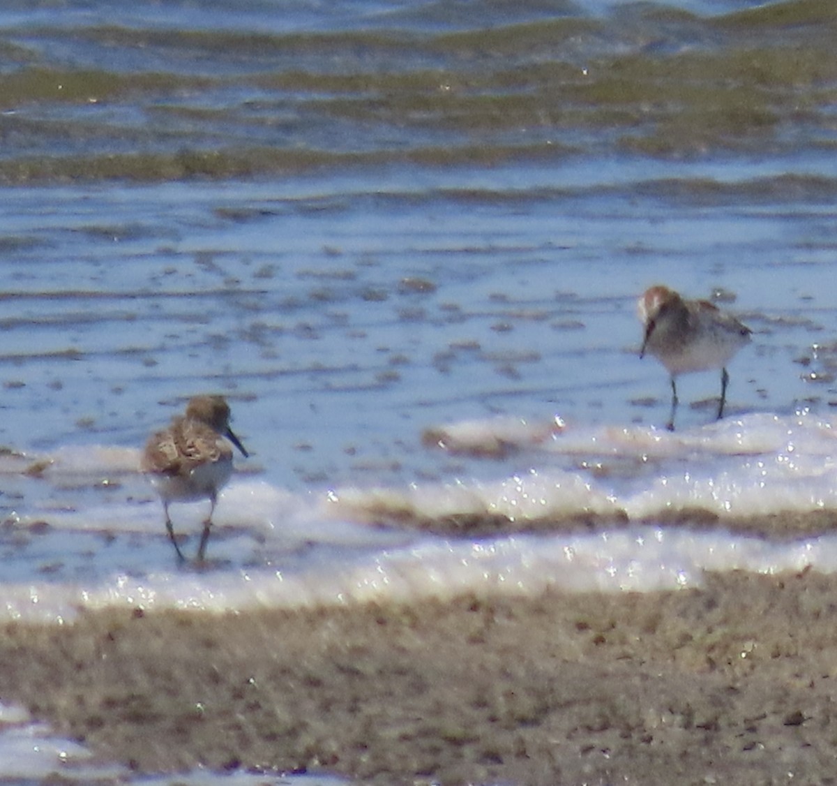 Western Sandpiper - ML618650289