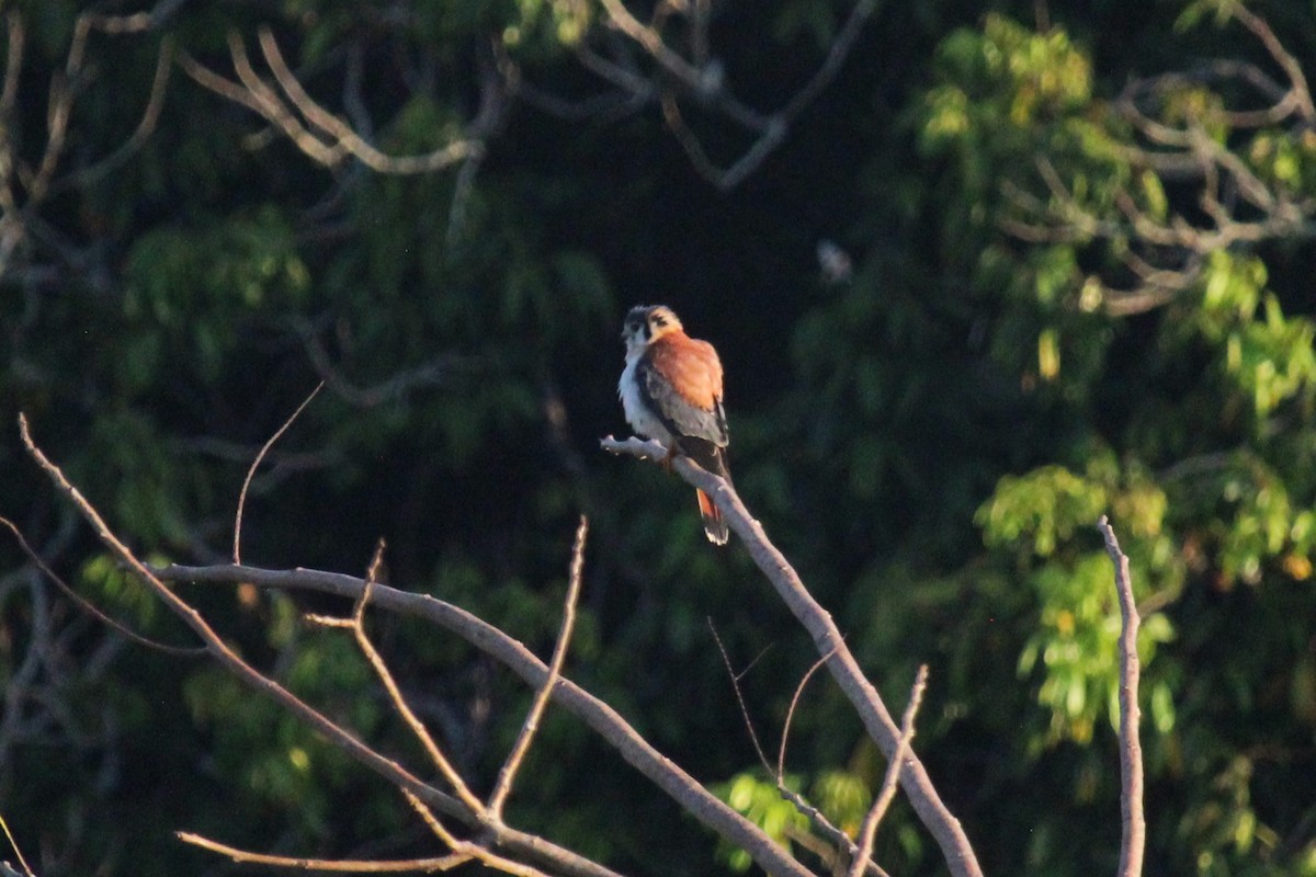 American Kestrel - ML618650294