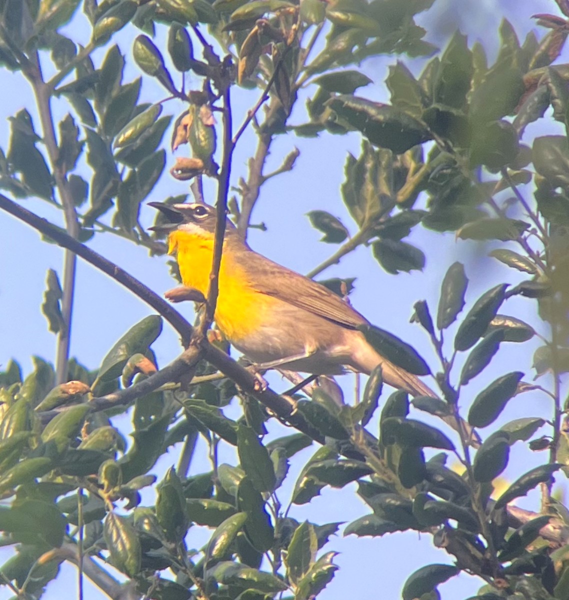 Yellow-breasted Chat - ML618650306