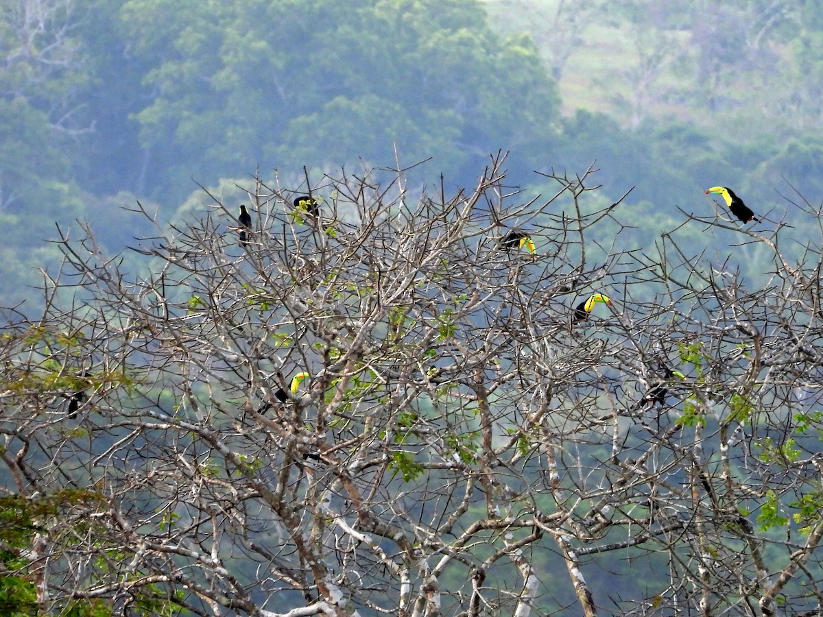 Keel-billed Toucan - ML618650315