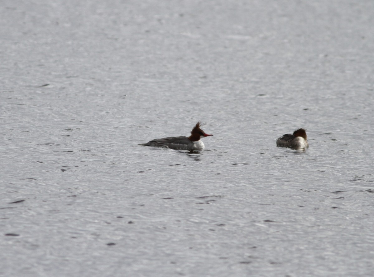 Common Merganser - ML618650333