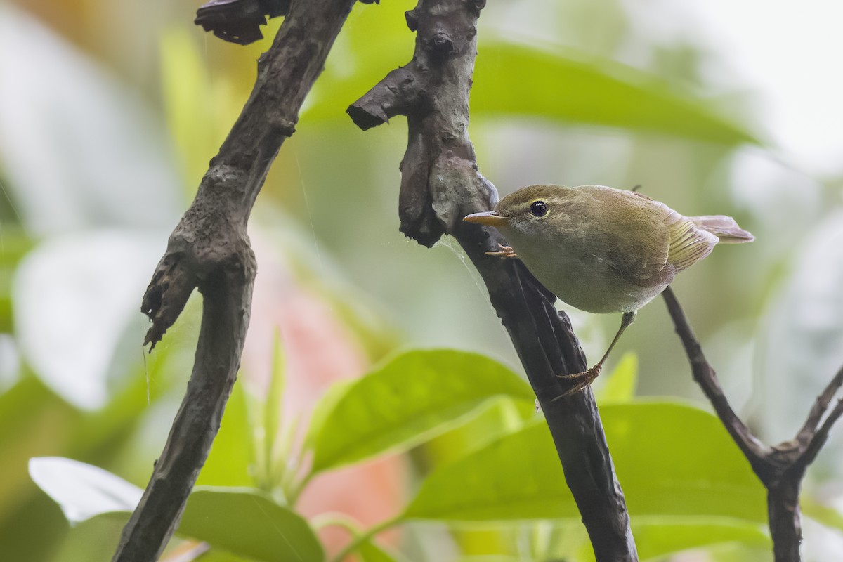 Ijima's Leaf Warbler - u7 Liao