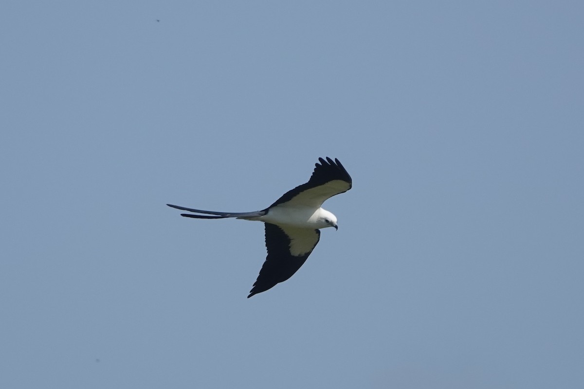 Swallow-tailed Kite - Molly Donahue