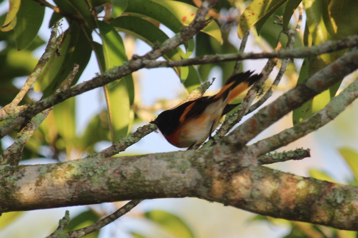 American Redstart - ML618650403