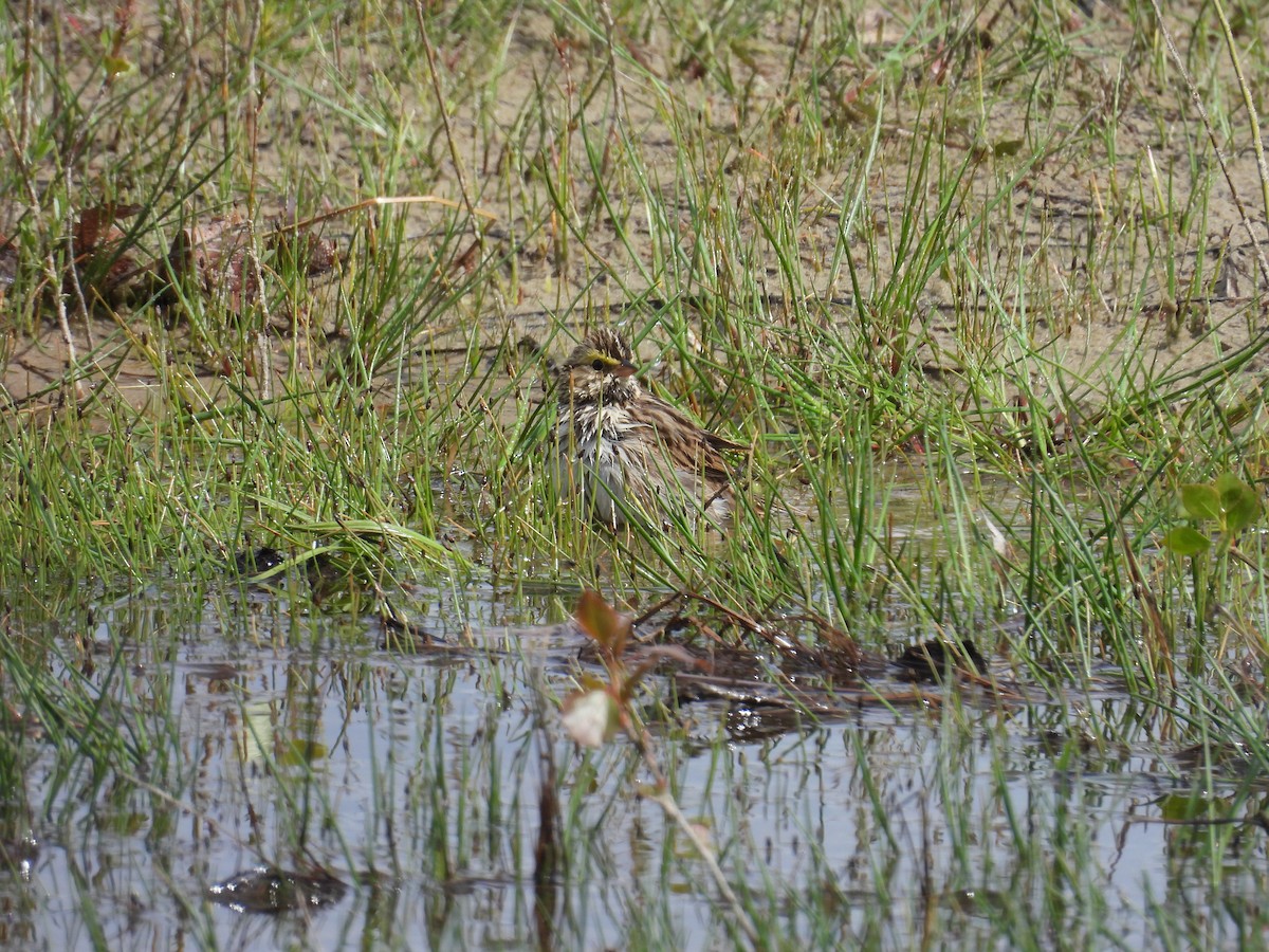 Savannah Sparrow - ML618650415