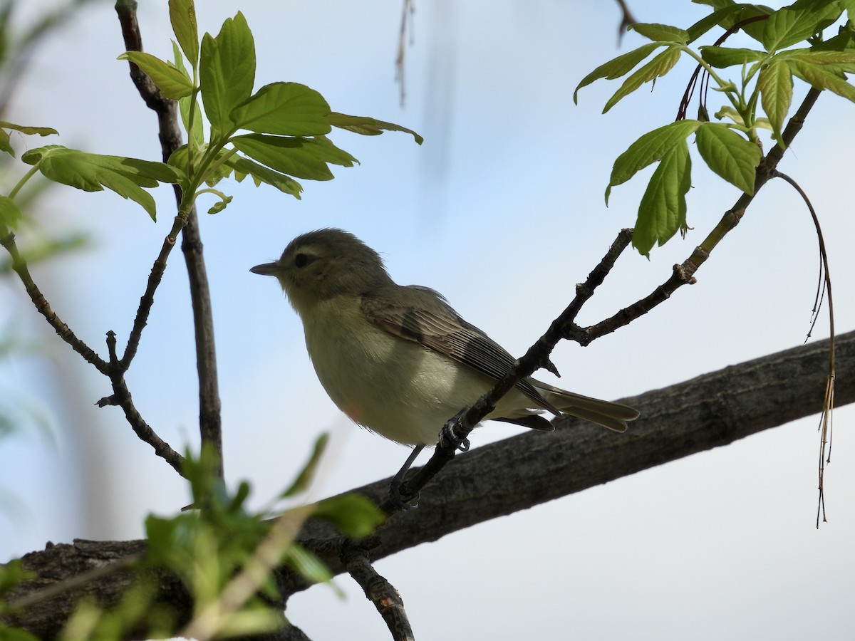 Warbling Vireo - Dana Sterner