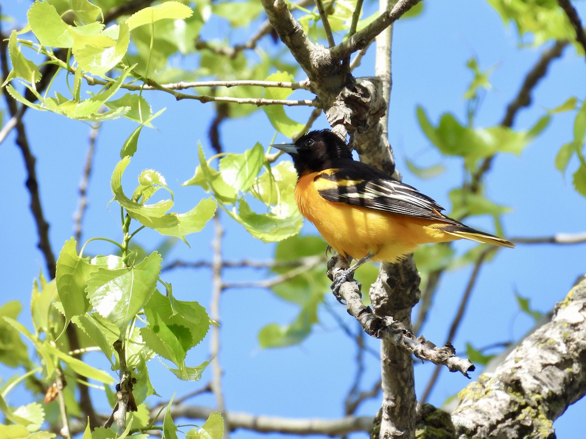 Baltimore Oriole - ML618650485