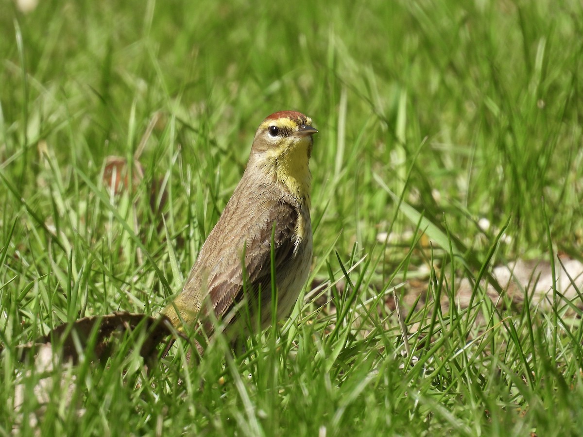 Palm Warbler - Dana Sterner