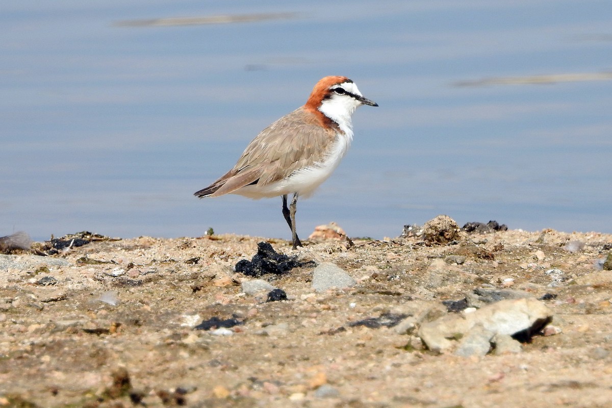 Red-capped Plover - B Jenkins