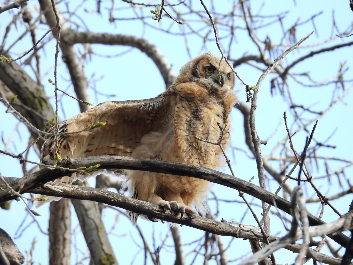 Great Horned Owl - ML618650548