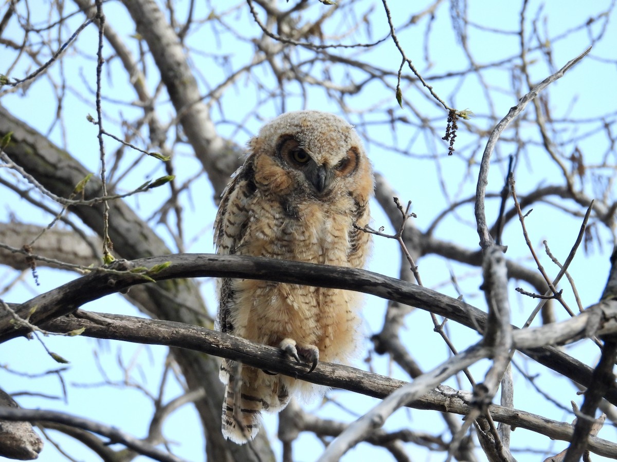 Great Horned Owl - ML618650557