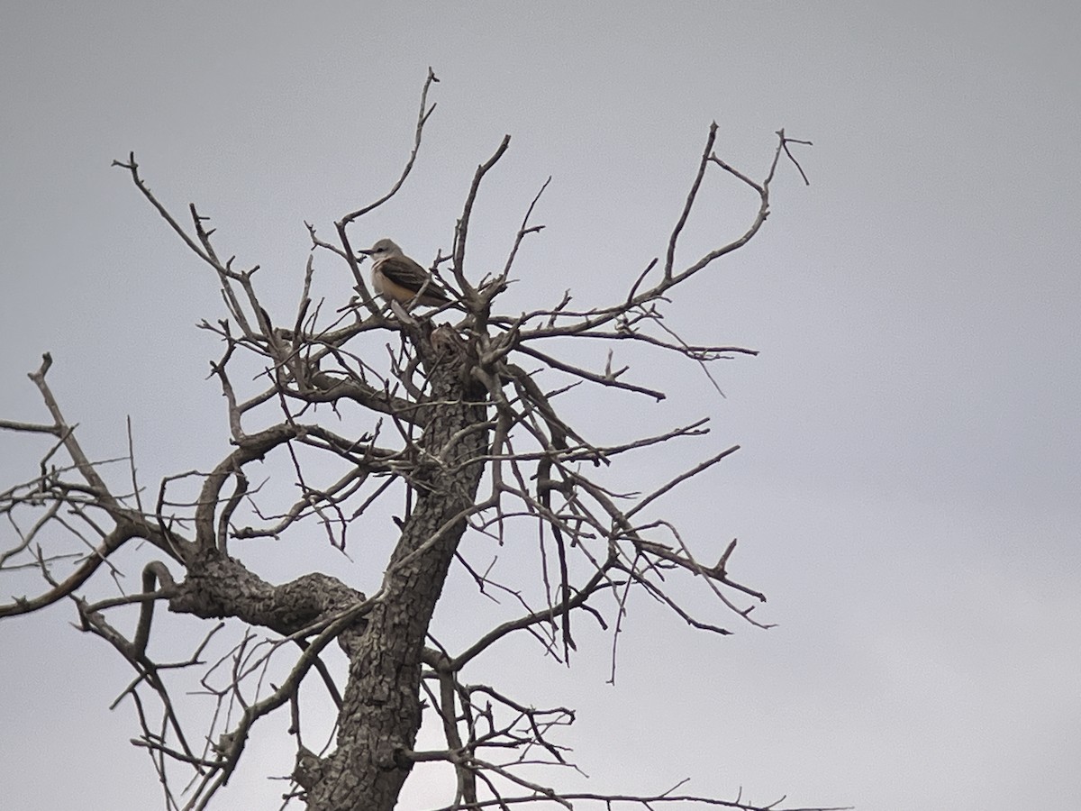 Scissor-tailed Flycatcher - ML618650578