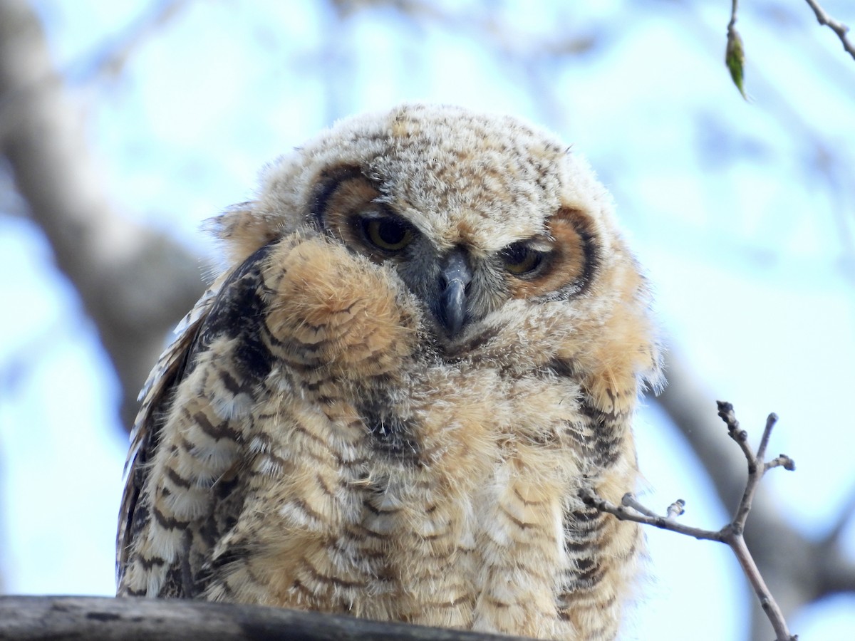 Great Horned Owl - ML618650583