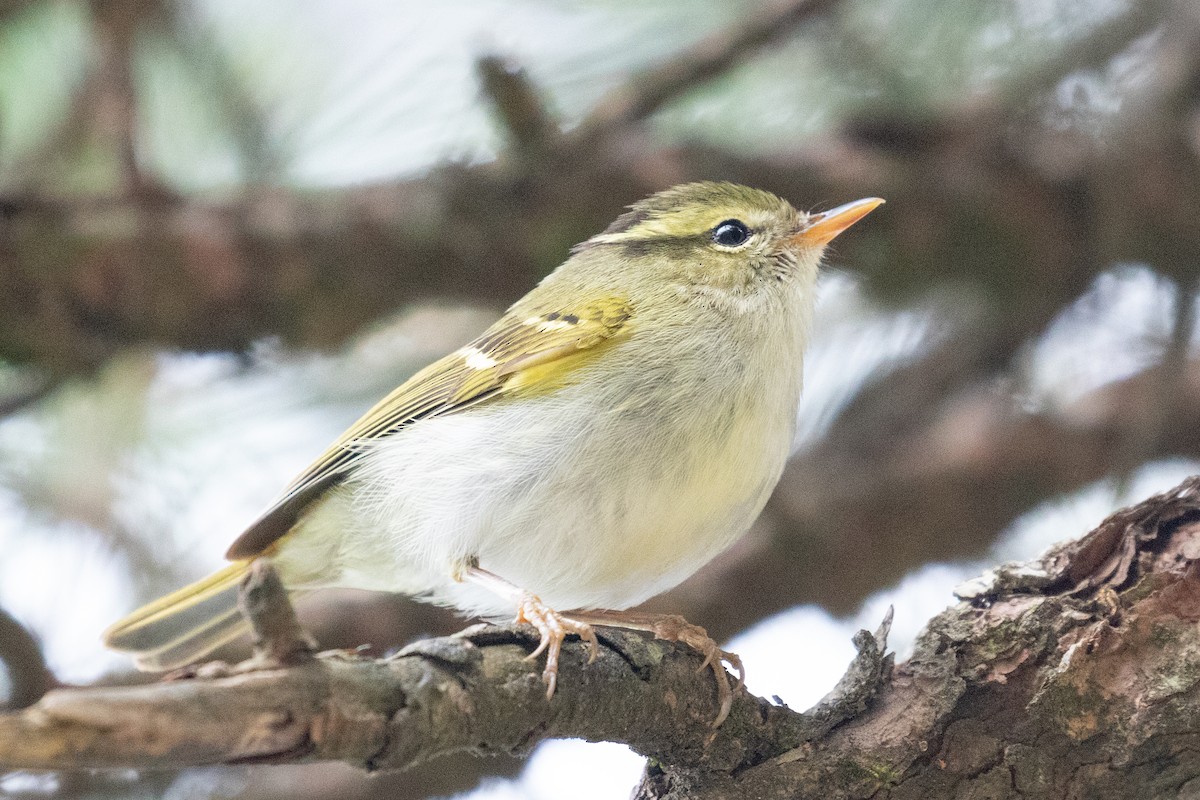 Mosquitero de Hartert - ML618650587