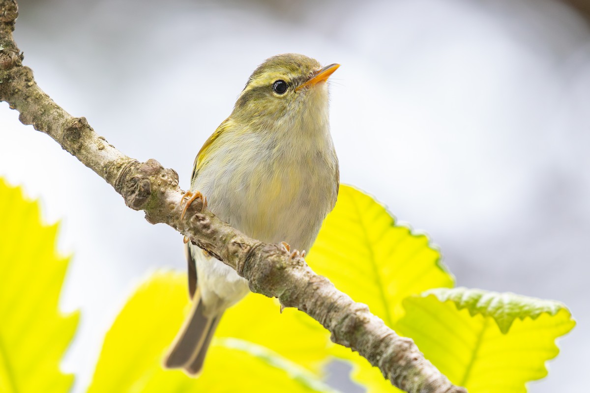 Mosquitero de Hartert - ML618650588