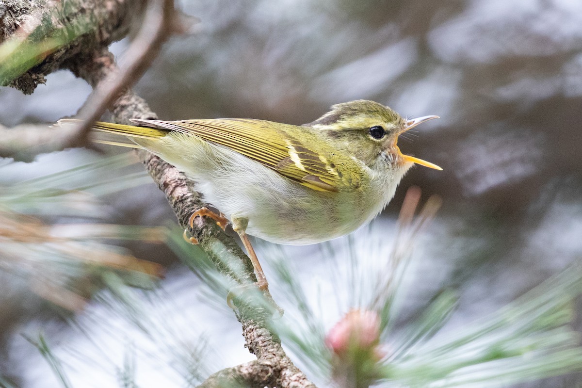 Mosquitero de Hartert - ML618650592