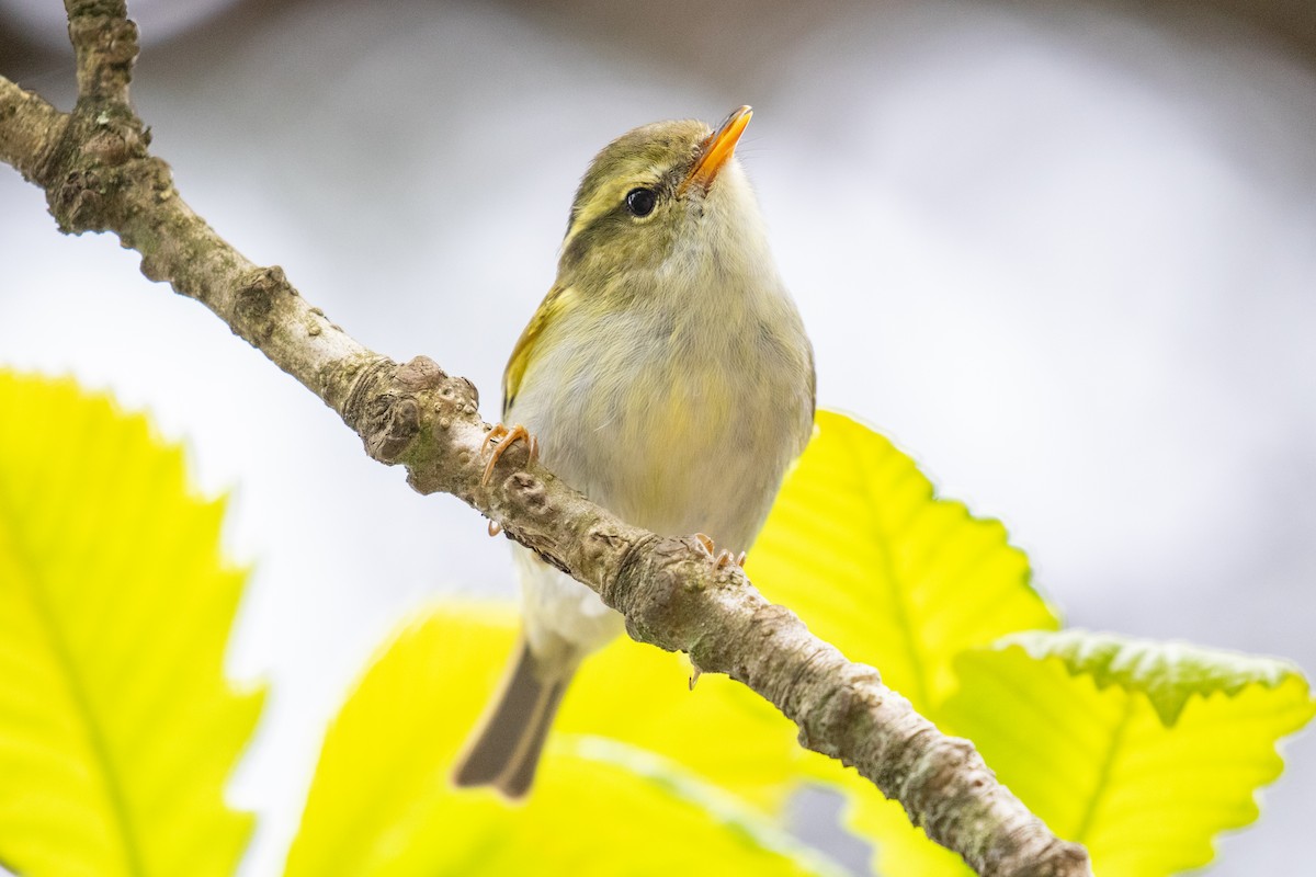 Hartert's Leaf Warbler - ML618650595