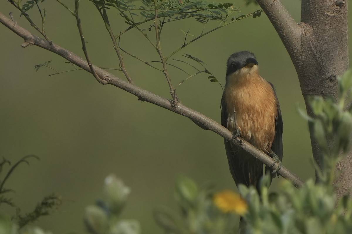 Mangrove Cuckoo - Richard H