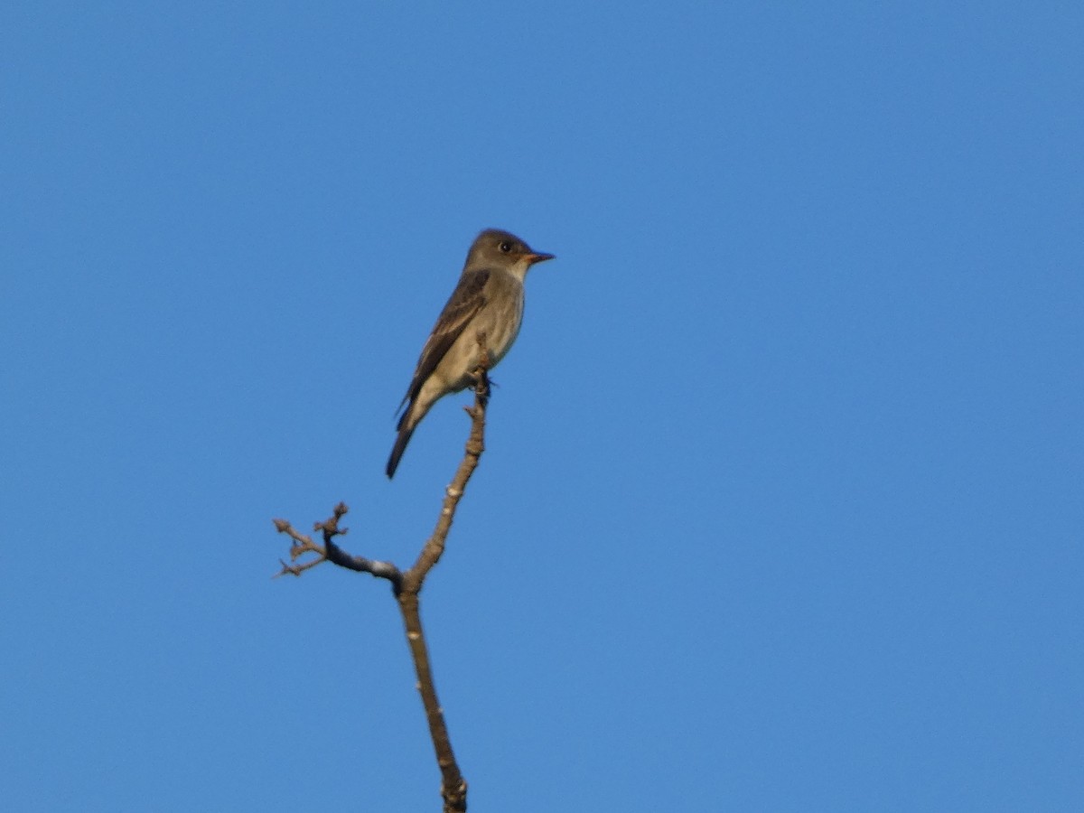 Olive-sided Flycatcher - Josh Matlock