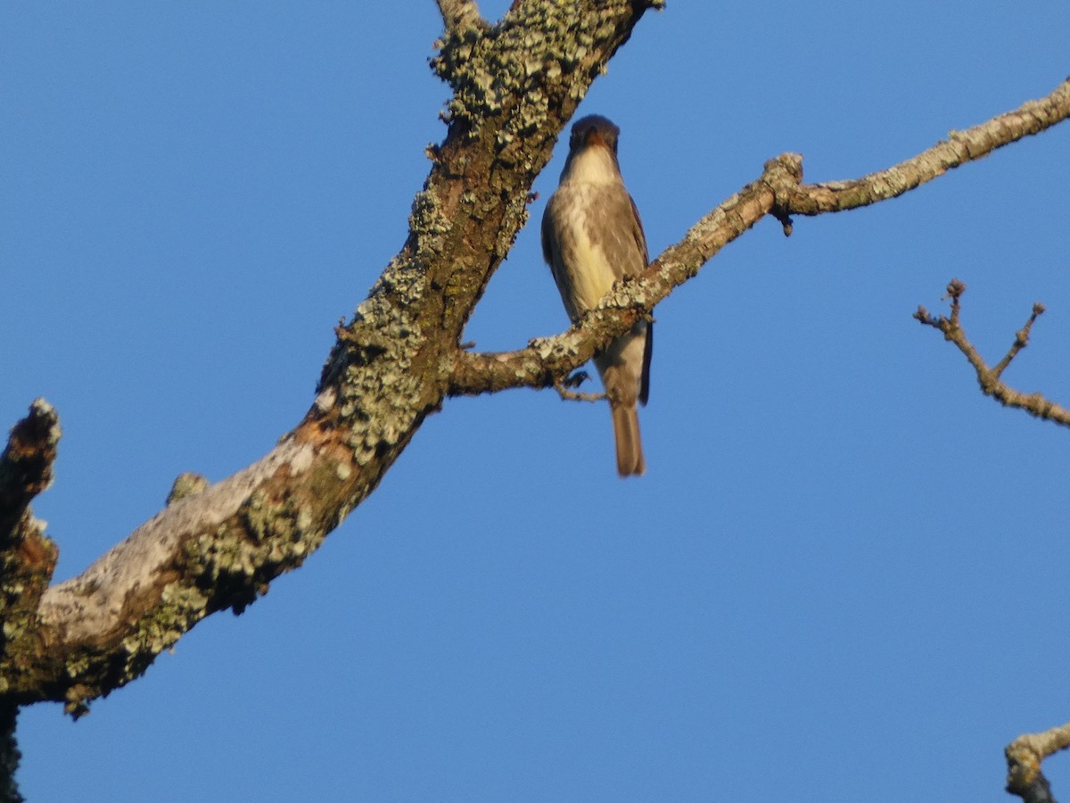 Olive-sided Flycatcher - Josh Matlock