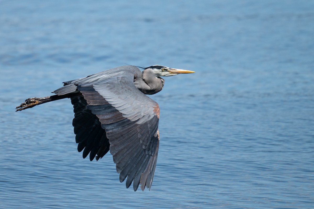 Great Blue Heron - Ross Lockwood