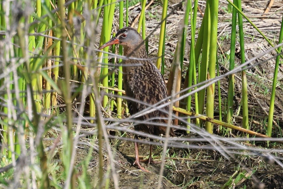 Virginia Rail - ML618650646