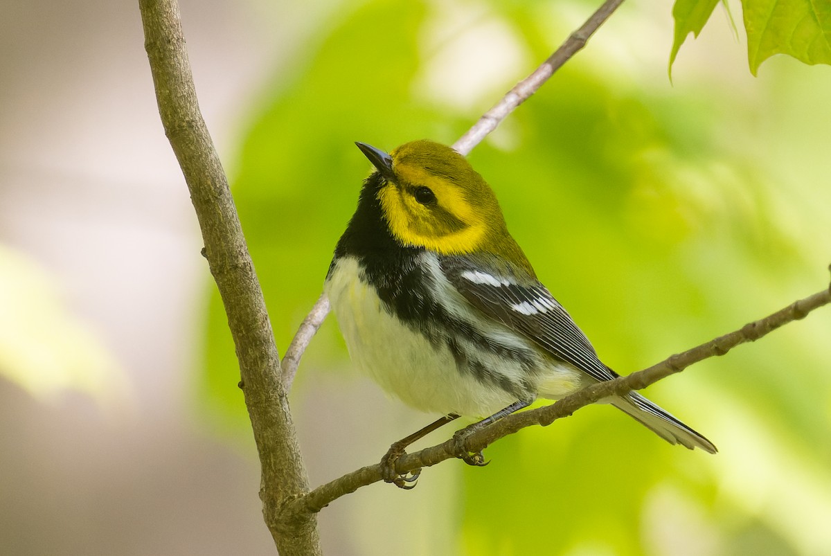 Black-throated Green Warbler - Gavin McKinnon