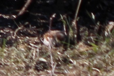 Savannah Sparrow - Amy Ressler-Williams