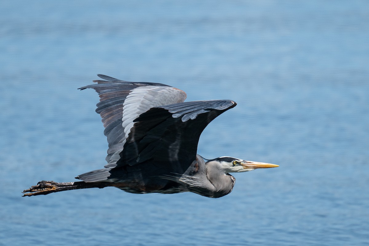 Great Blue Heron - ML618650679