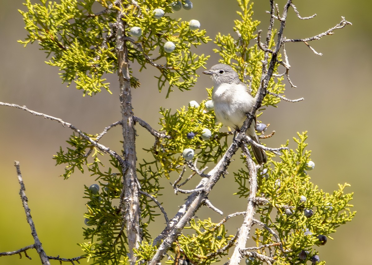 Gray Vireo - ML618650808