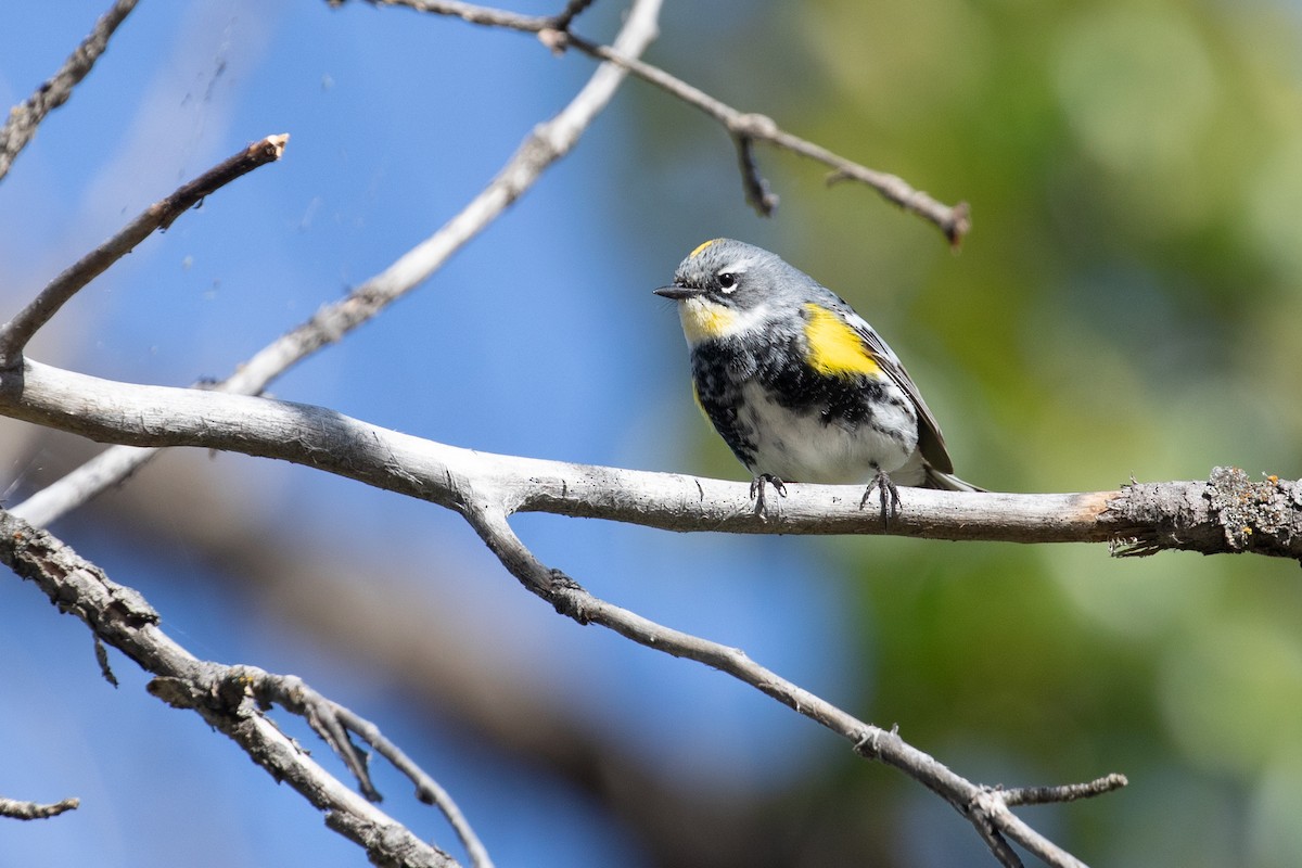 Yellow-rumped Warbler (Myrtle x Audubon's) - Wayne Sladek
