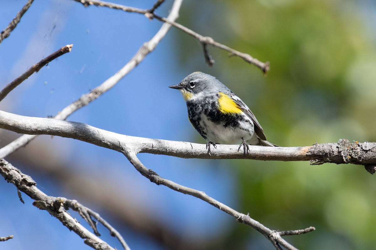 Пісняр-лісовик жовтогузий (підвид coronata x auduboni) - ML618650819